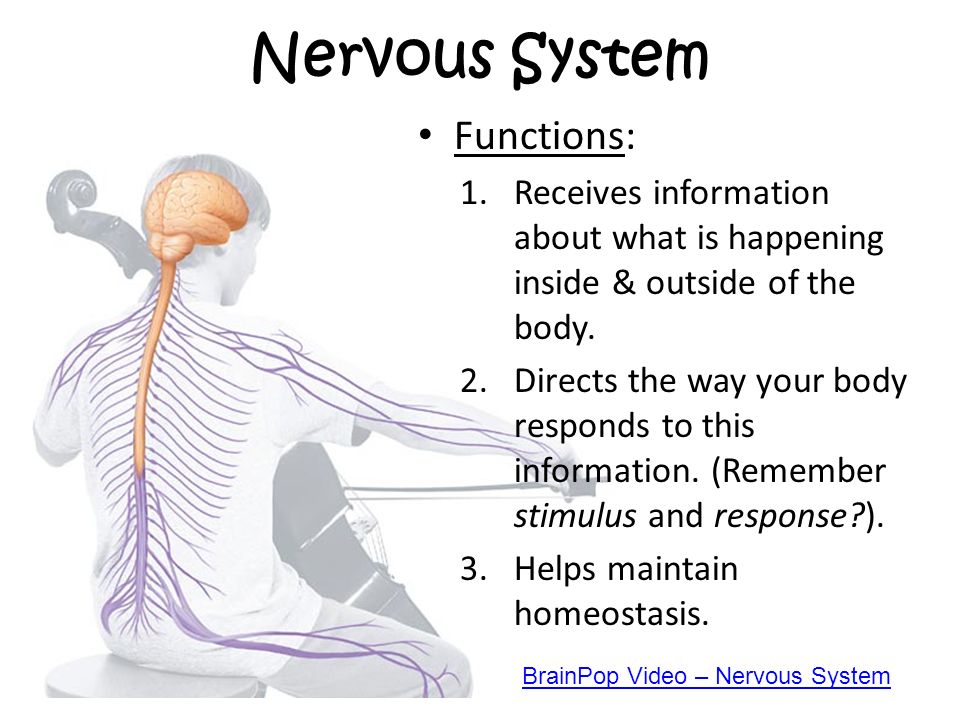 Combining and investing functions of the nervous system forex clearing companies